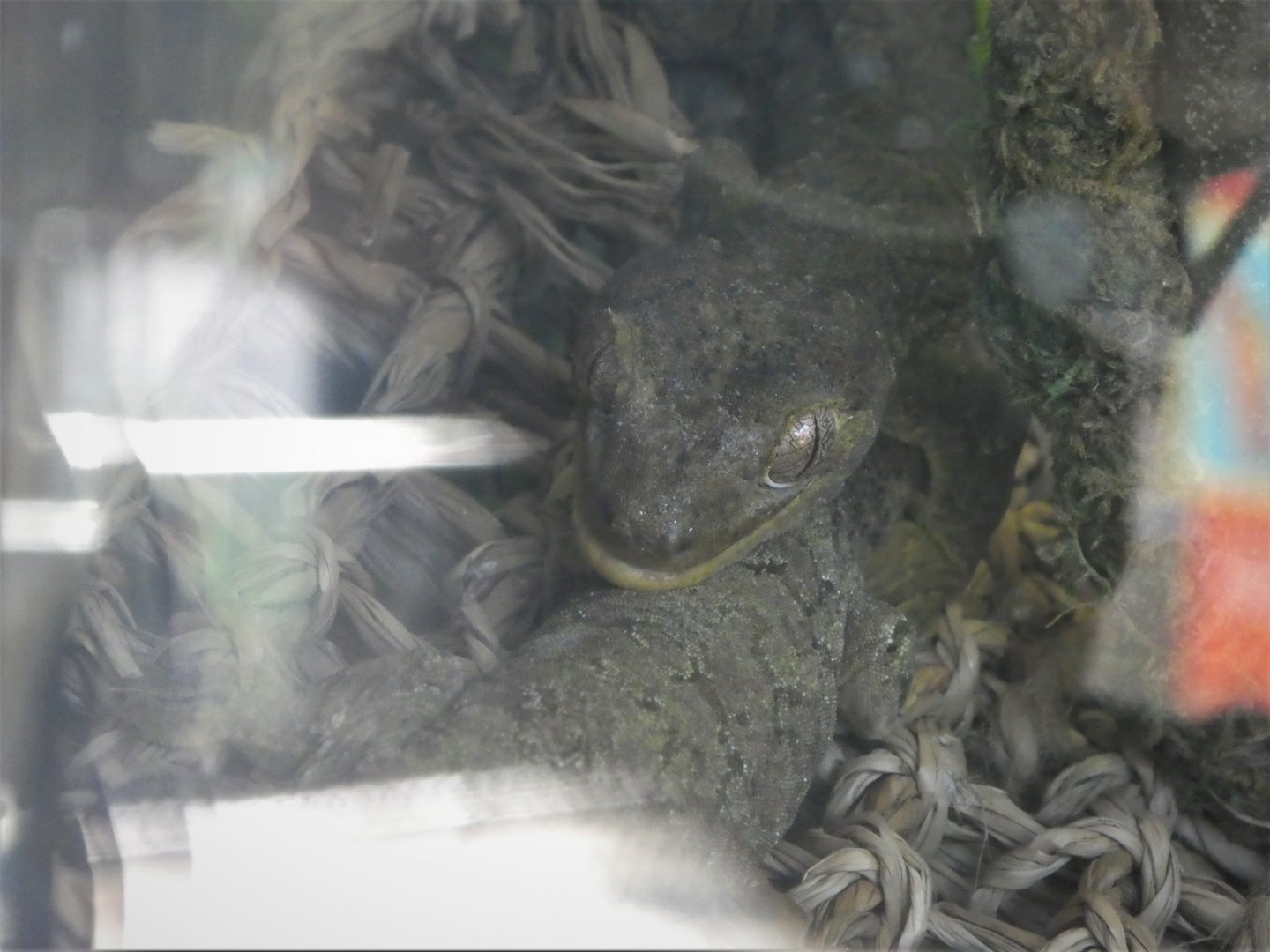 Reptiles of Oceania - Mossy New Caledonian Gecko