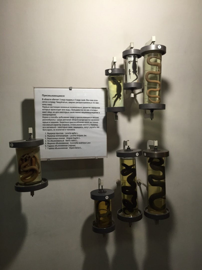 Reptiles of Ryazan region, wet specimens