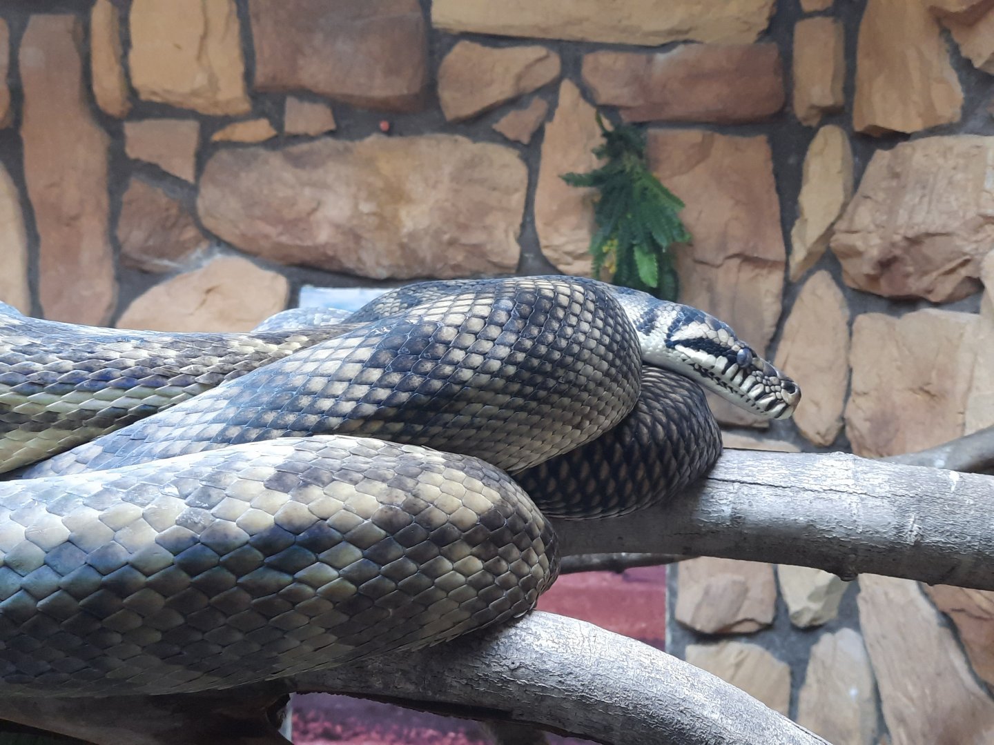 Reptiles - Scrub Python