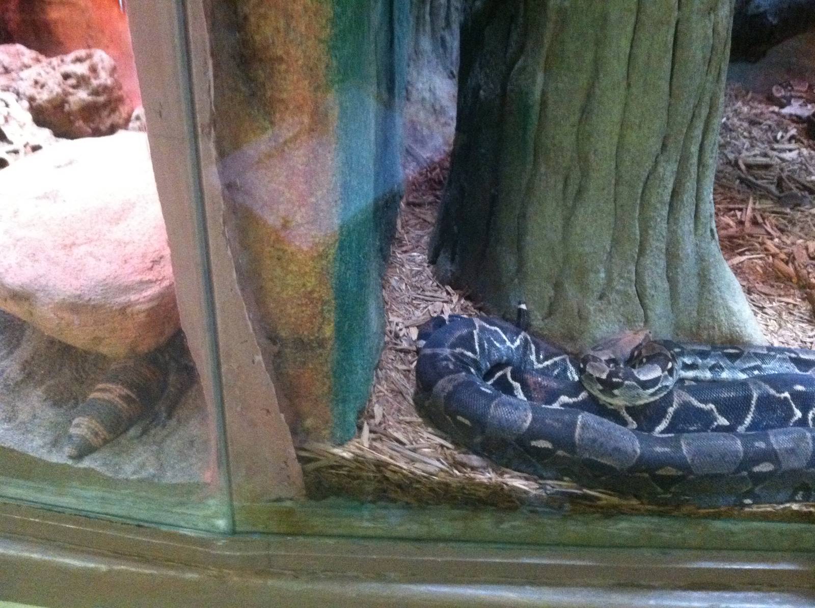 Reptiles Side-by-Side