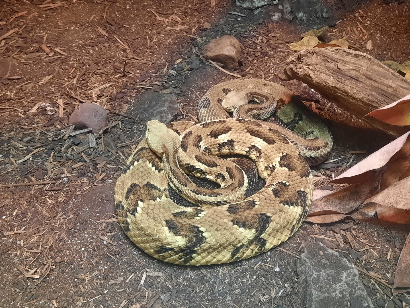 Reptiles - Timber Rattlesnake