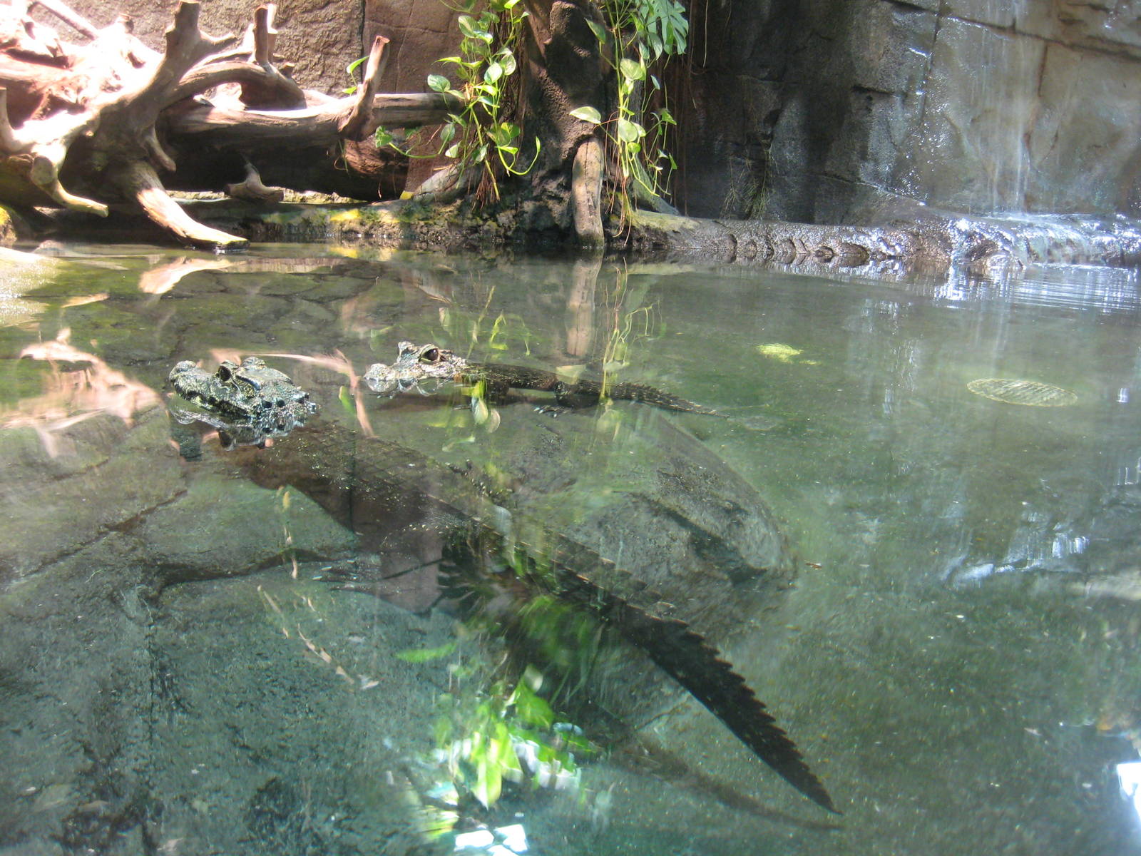 Reptilezoo Landau.African dwarf Crocodiles