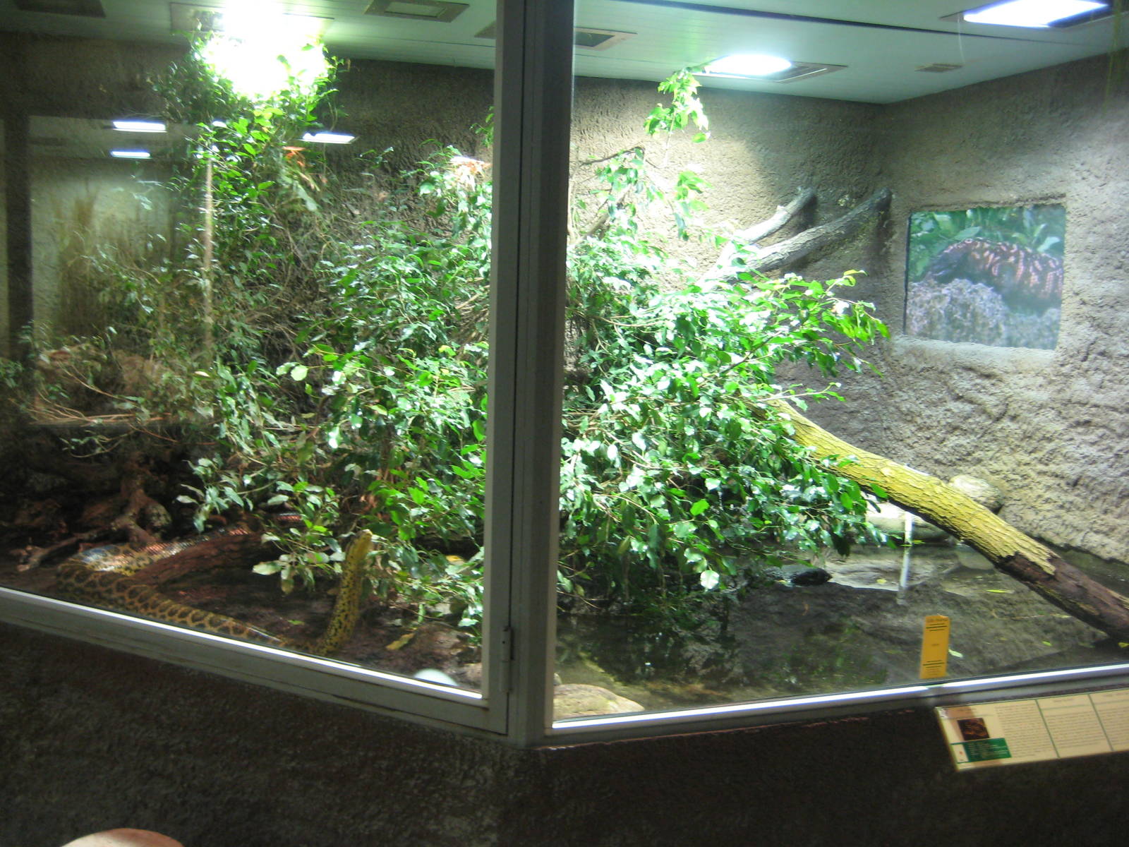 Reptilezoo Landau Anaconda Exhibit