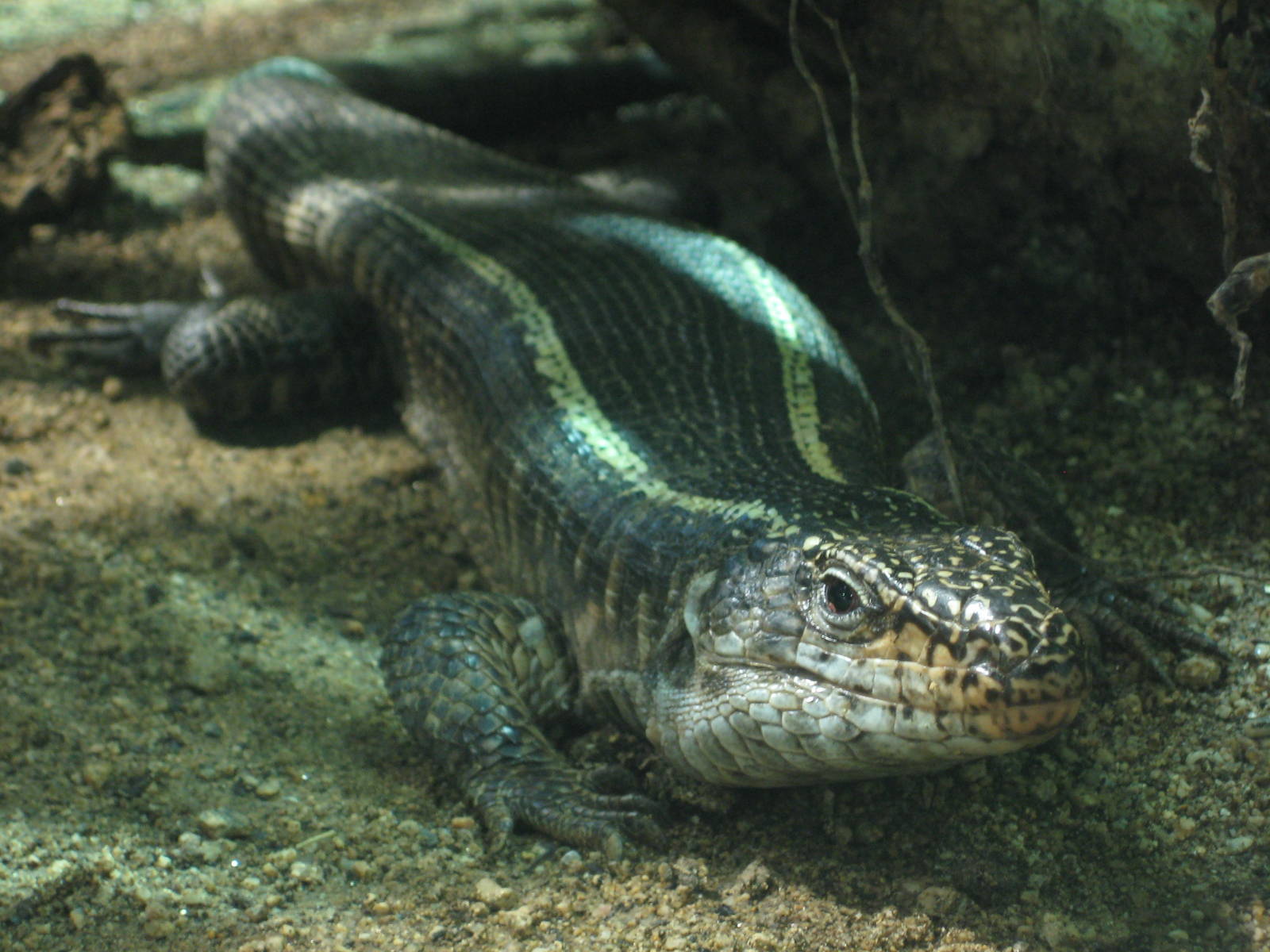 Reptilezoo Landau Black teju.