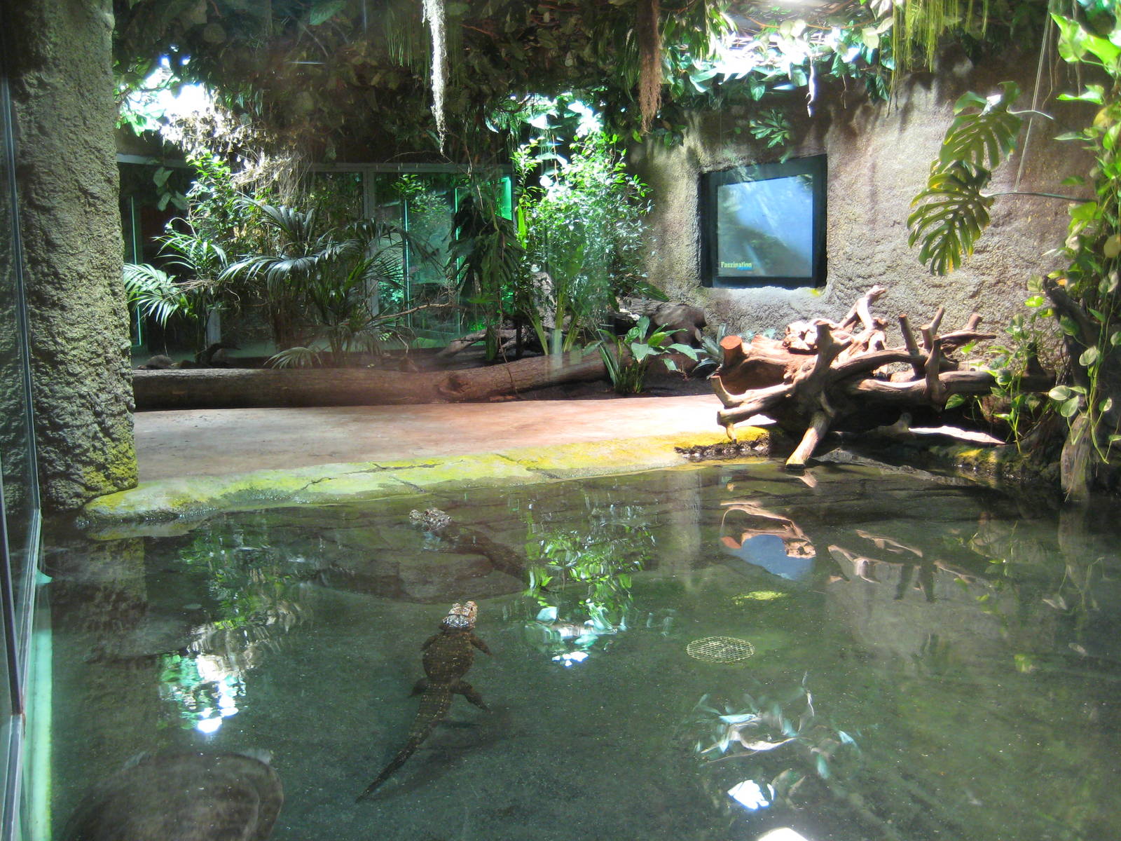 Reptilezoo Landau. Croc Exhibit