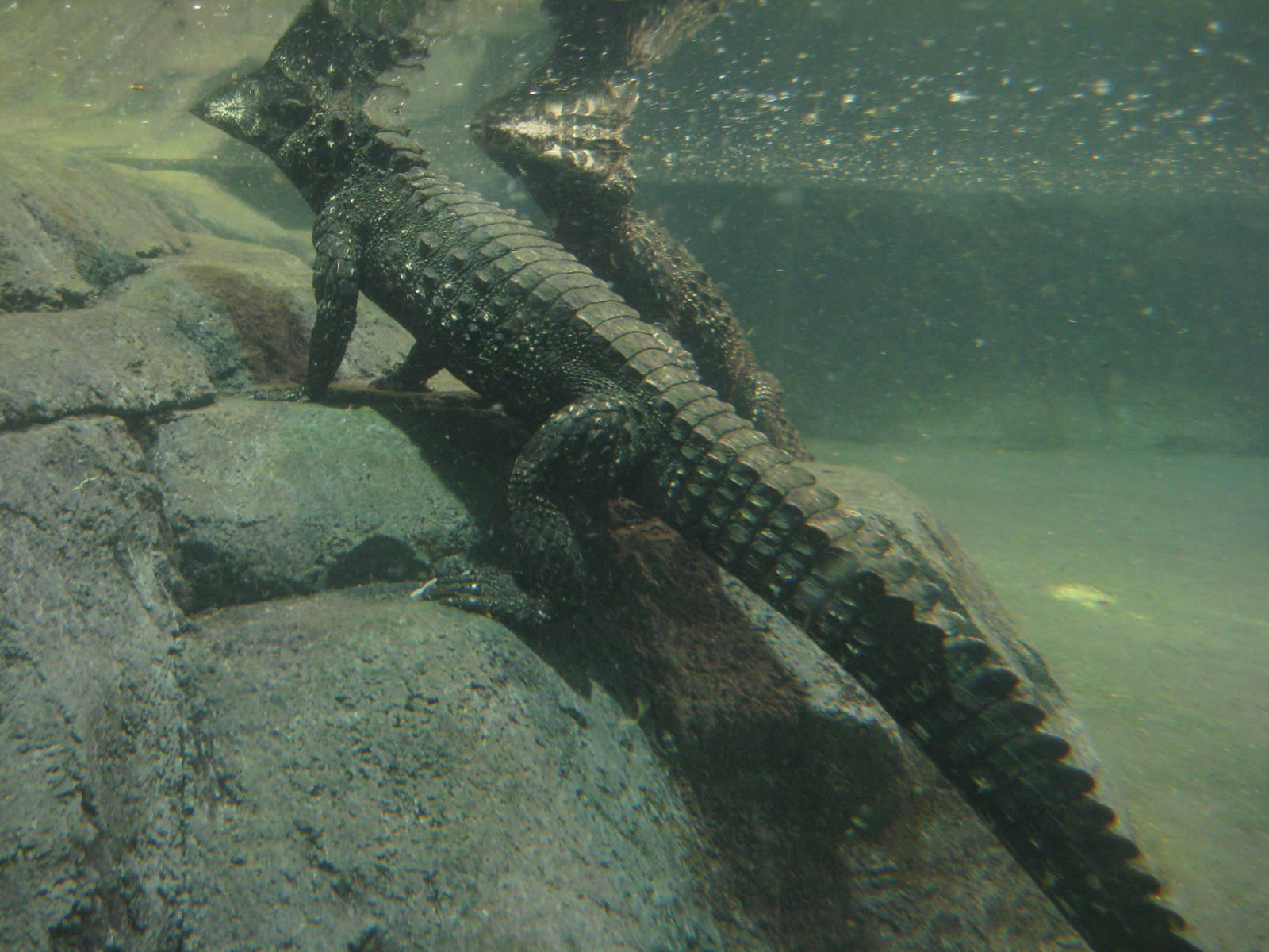 Reptilezoo Landau. Dwarf Crocs underwater