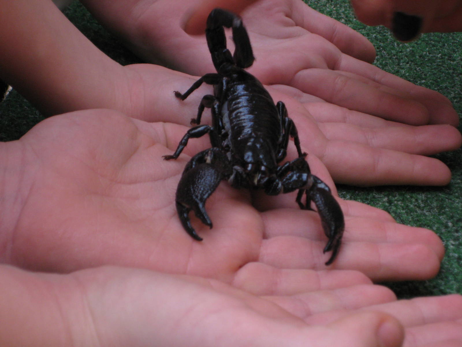Reptilezoo Landau. Emperor Scorpion Fred.