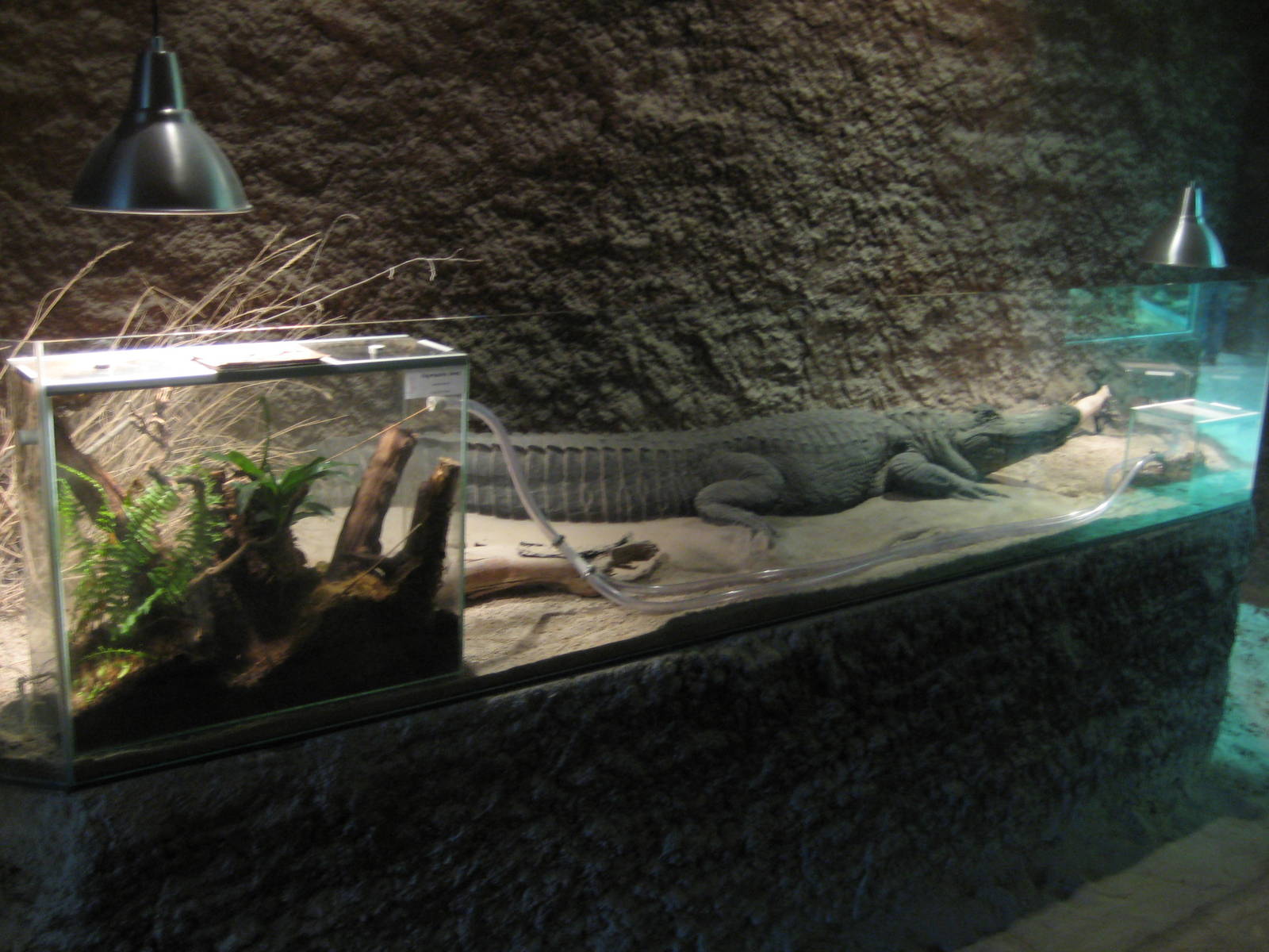 Reptilezoo Landau. Exhibit for weaver ants