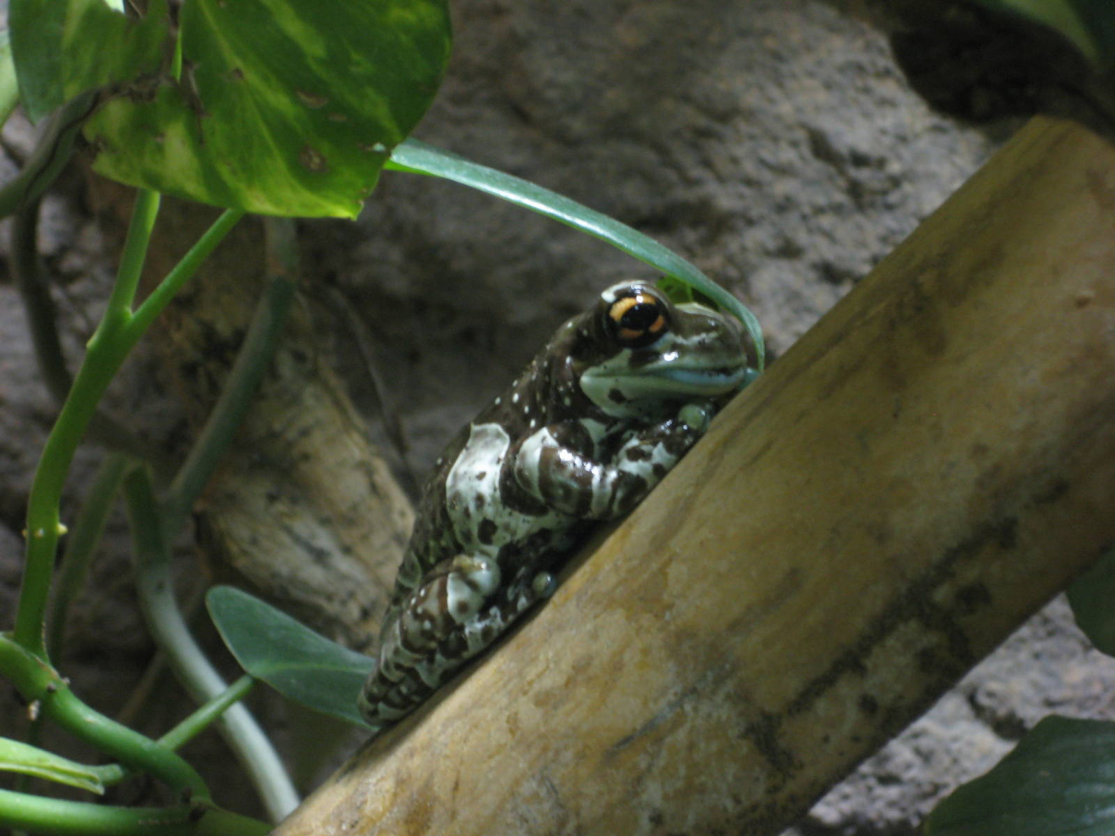 Reptilezoo Landau. Frog
