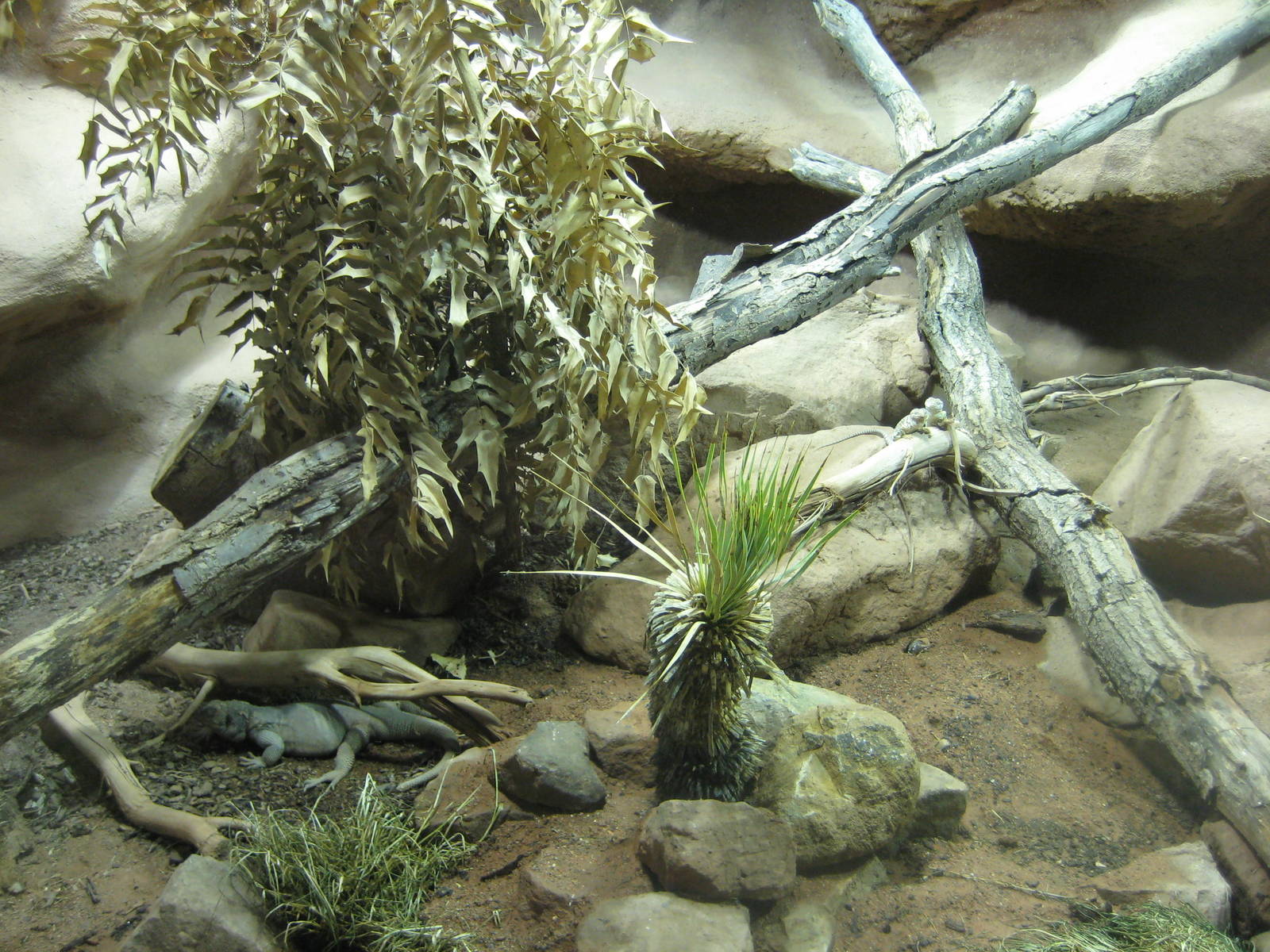 Reptilezoo Landau.Northamerica Exhibit detail