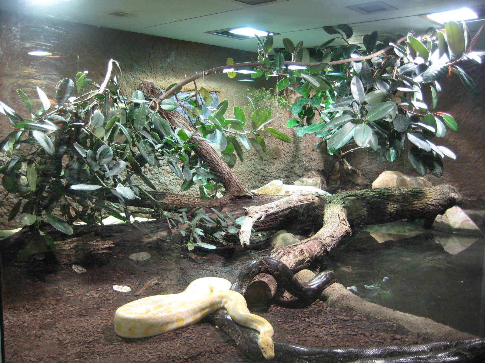 Reptilezoo landau. Phyton exhibit detail
