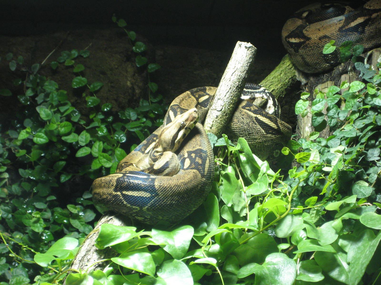 Reptilezoo Landau. Roayal phytons