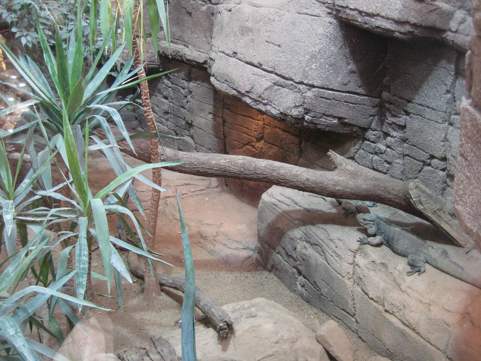 Reptilezoo landau. Rock iguana Exhibit