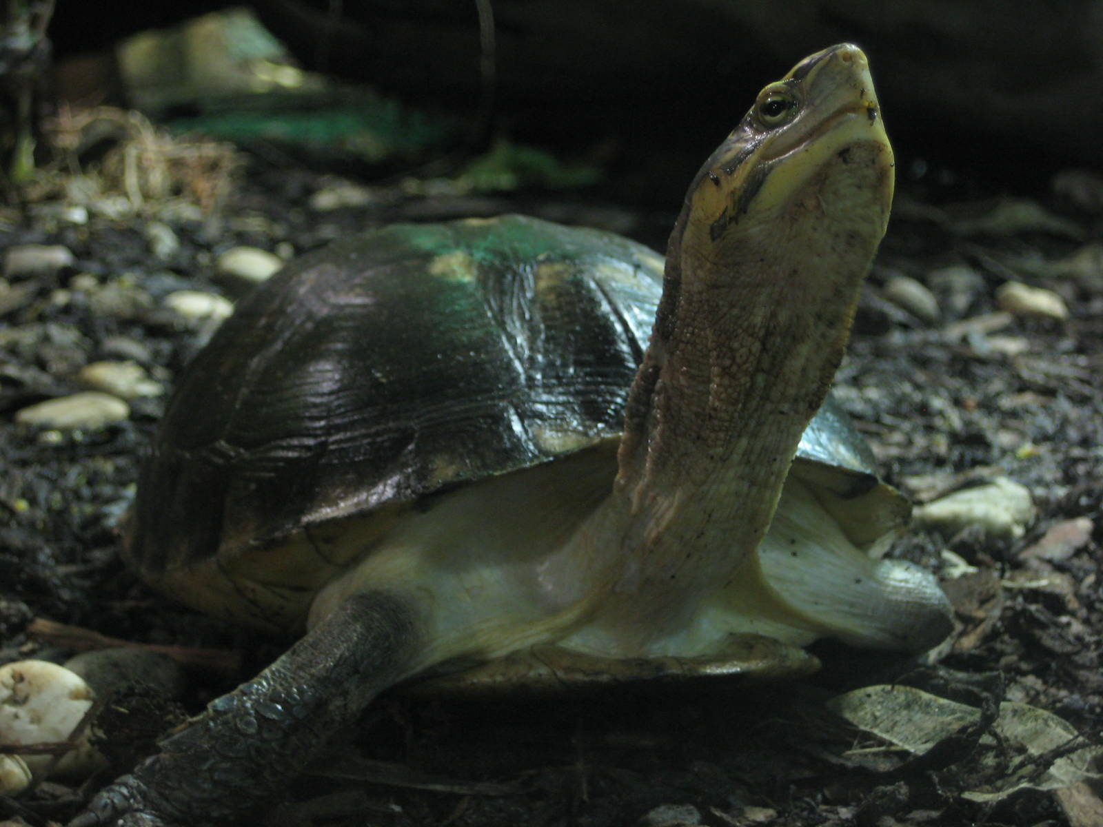 Reptilezoo Landau. Some speices of tortoise.