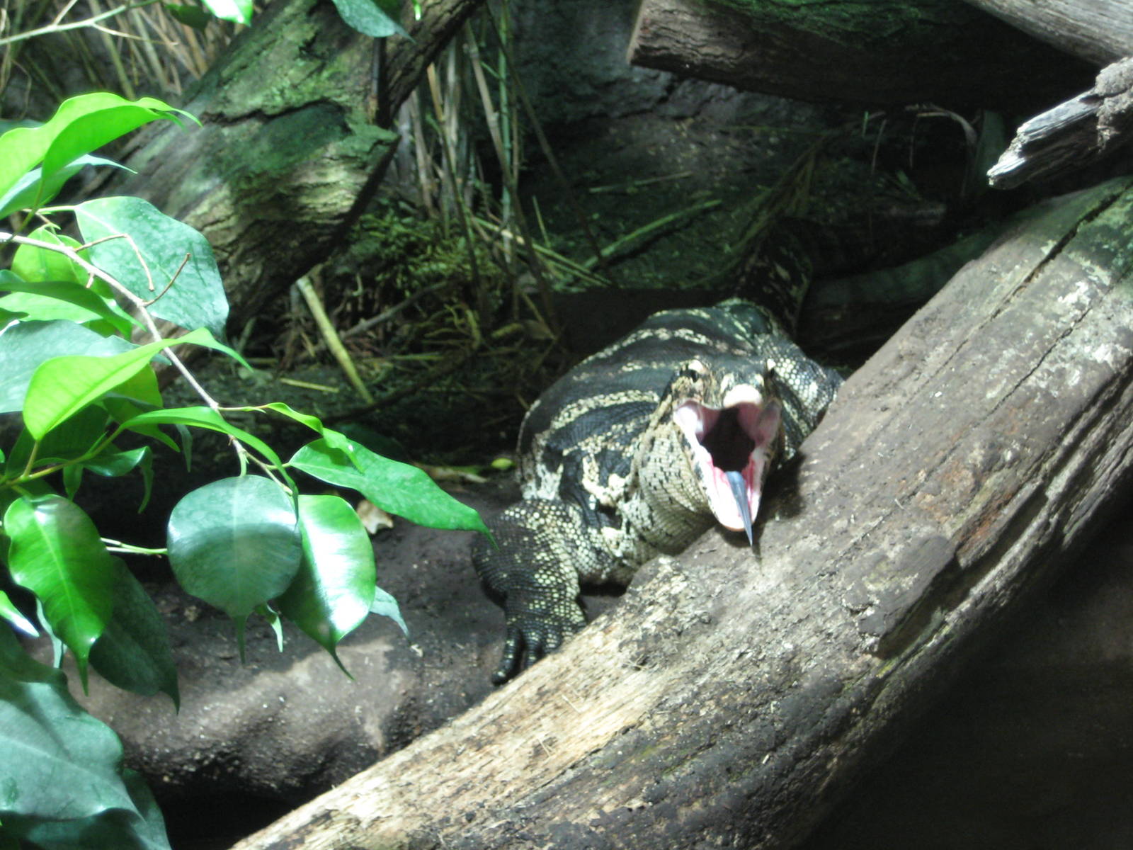 Reptilezoo Landau. tired Water monitor