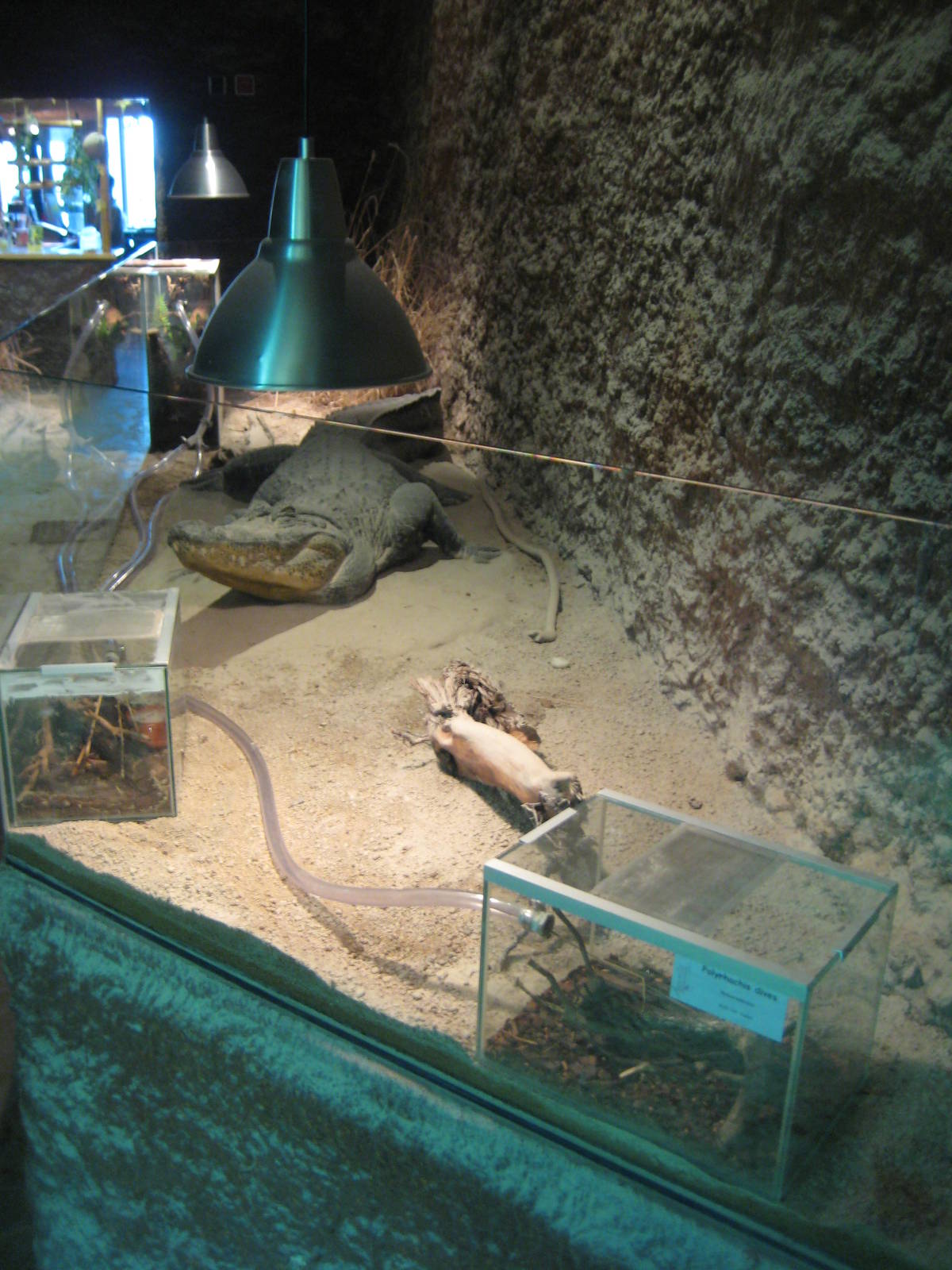 Reptilezoo Landau. Weaver Ant exhibit