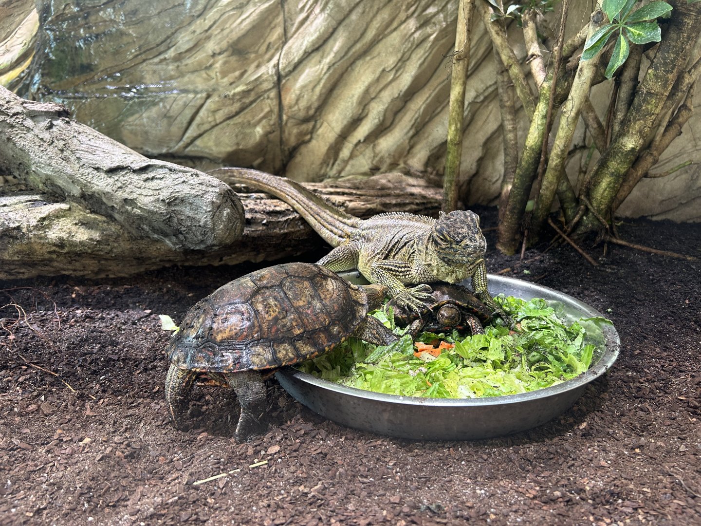 Reptilian Breakfast