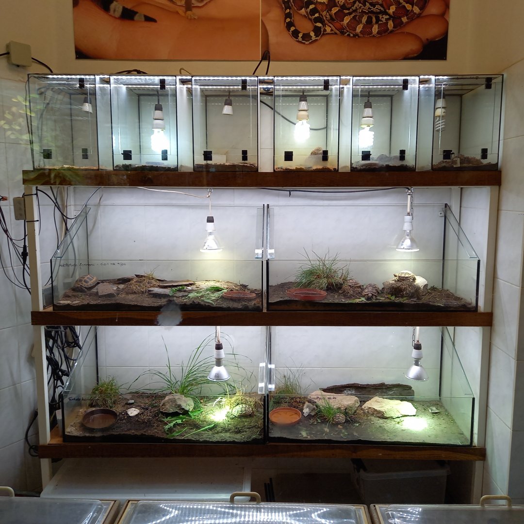 Reptilian raising room