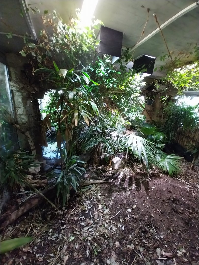 Reptilienhaus - Enclosure for western dwarf crocodile