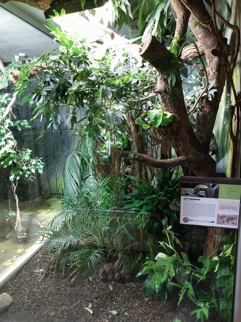 Reptilienhaus - Quince monitor enclosure