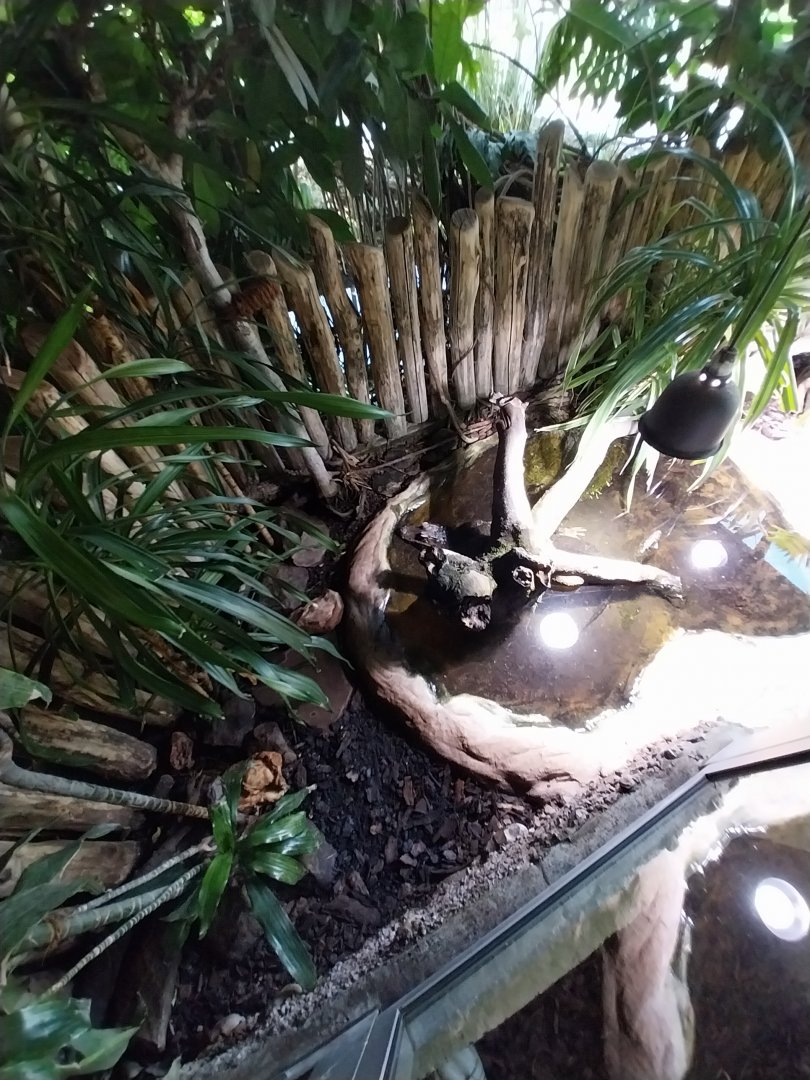 Reptilienhaus - Western dwarf crocodile (Osteolaemus tetraspis)