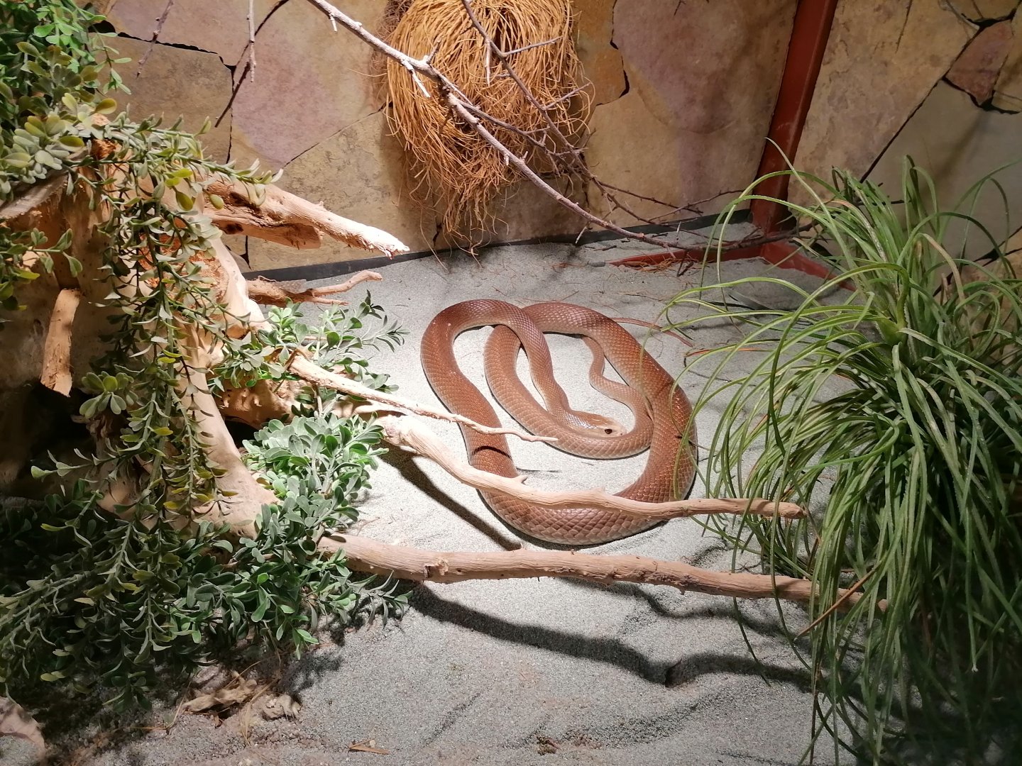 Reptilienzoo Allgäu Coastal Taipan