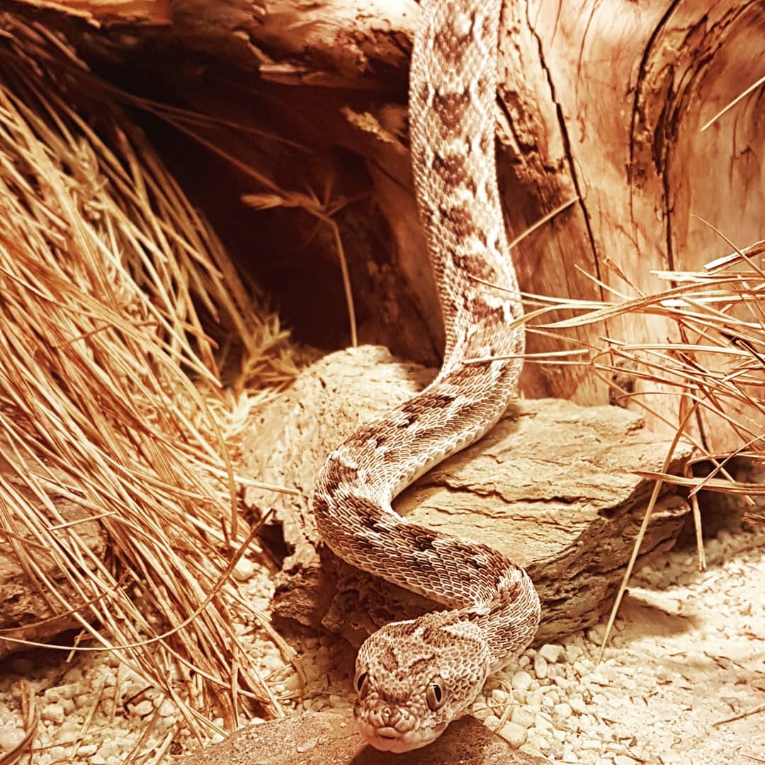 Reptilienzoo Nockalm