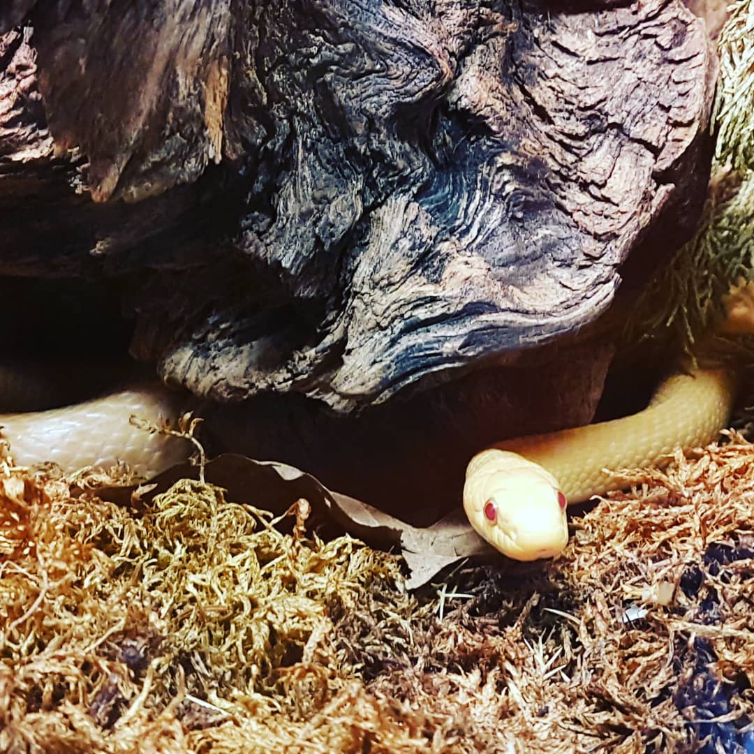 Reptilienzoo Nockalm