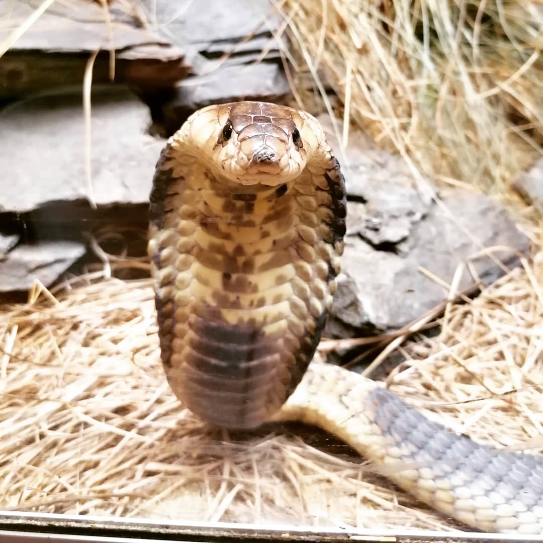 Reptilienzoo Nockalm