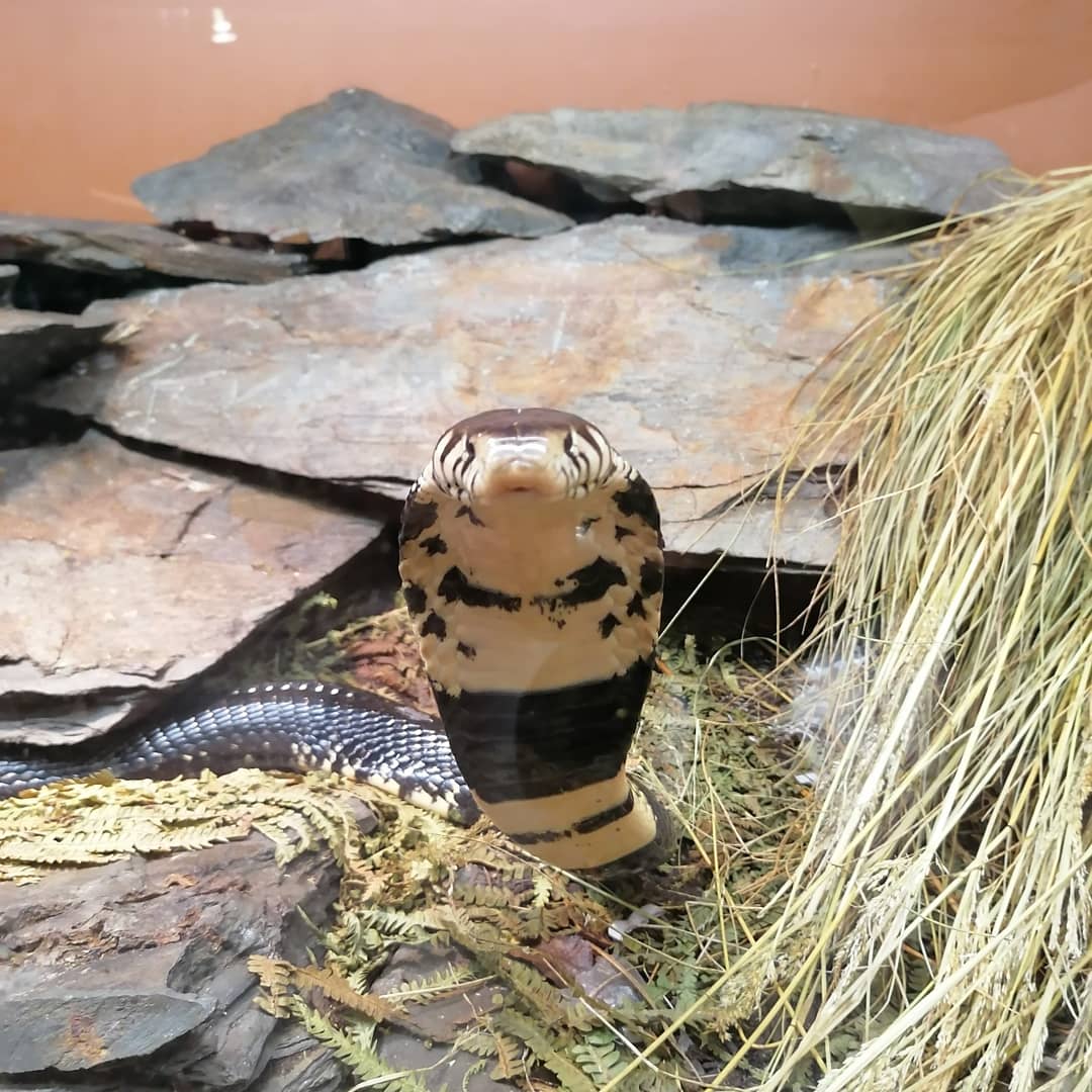 Reptilienzoo Nockalm