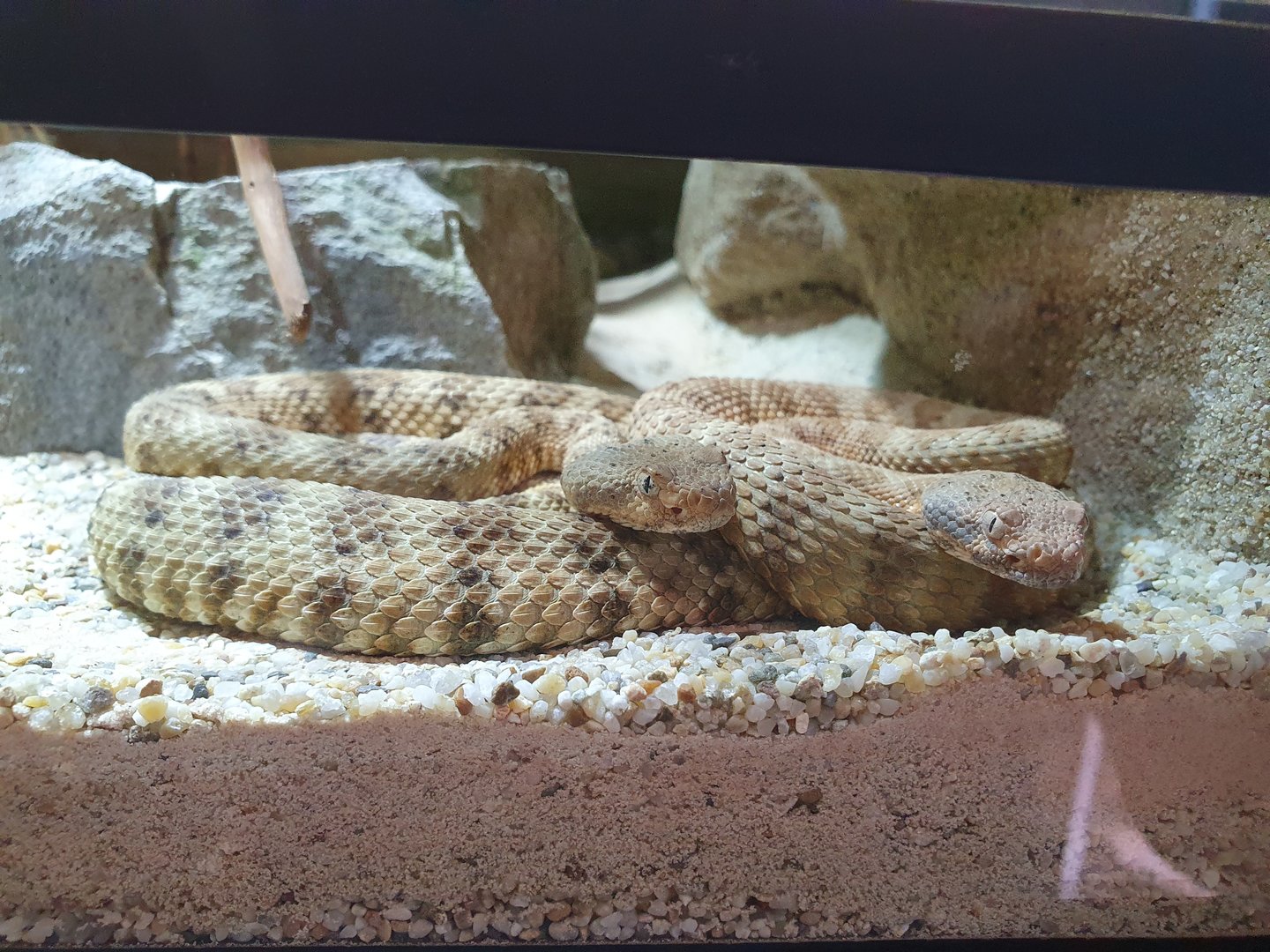 Reptilienzoo Scheidegg: Ángel de la Guarda Island speckled rattlesnake
