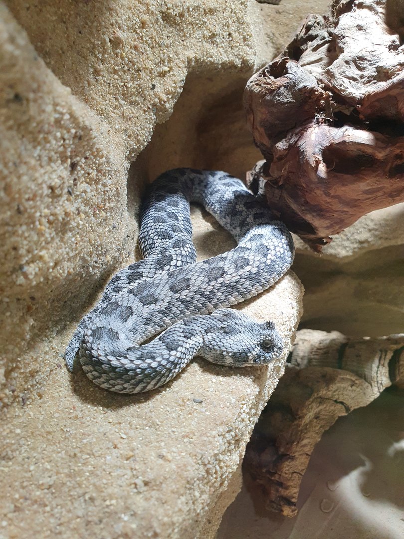Reptilienzoo Scheidegg: Southern adder