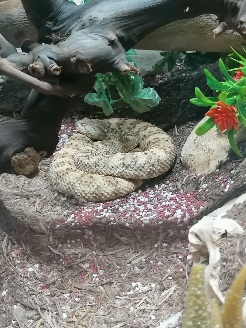 Reptilienzoo Scheidegg