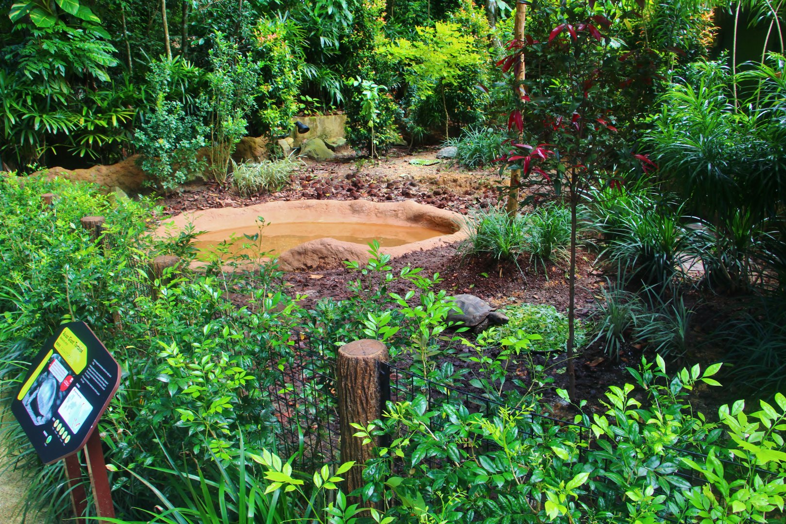 RepTopia - Asian Giant Tortoise and Elongated Tortoise exhibit