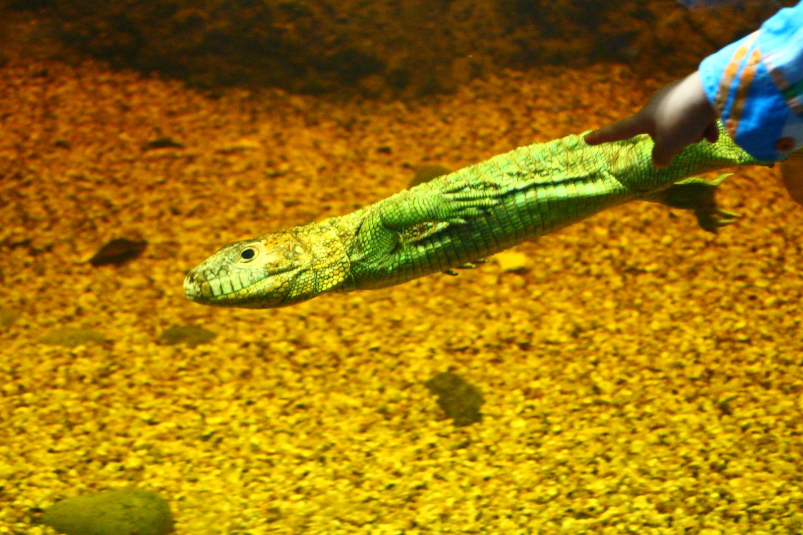 RepTopia - Caiman lizard underwater