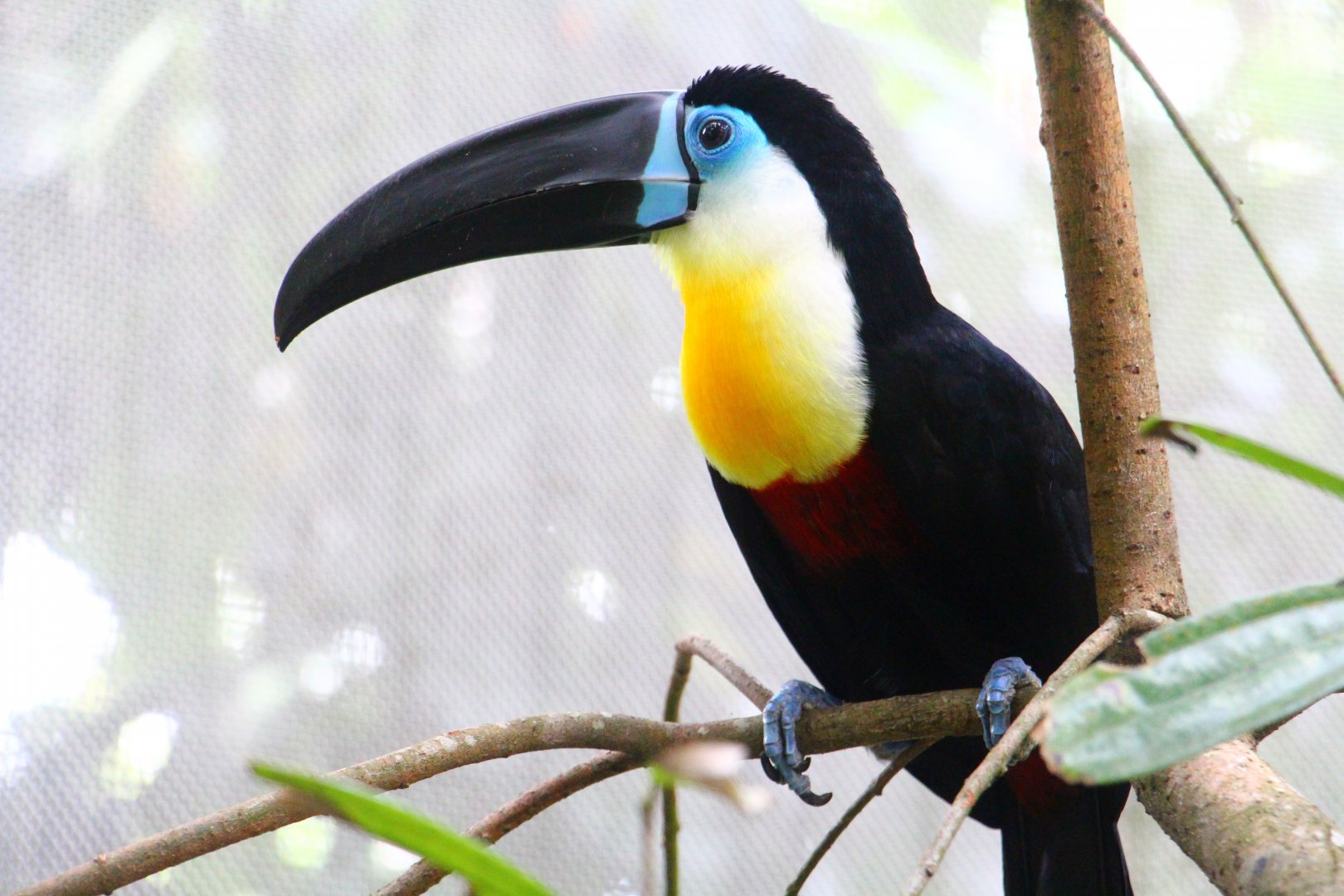 RepTopia - Channel-billed Toucan