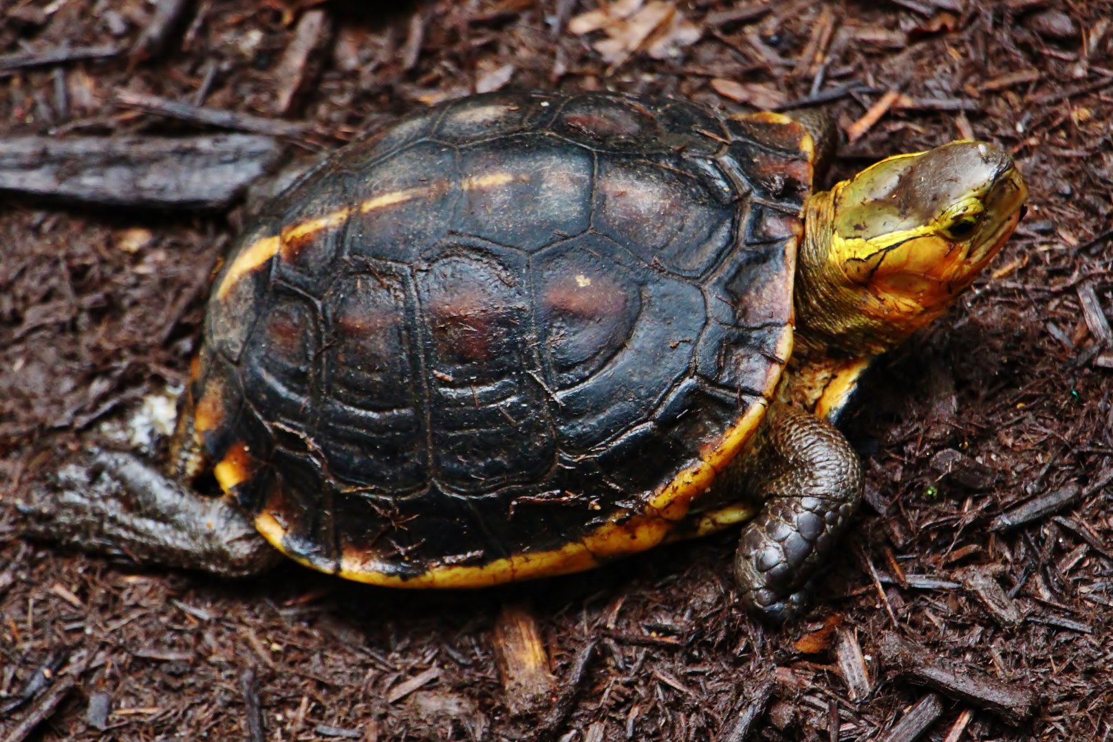 RepTopia - Chinese Box Turtle (Cuora flavomarginata)