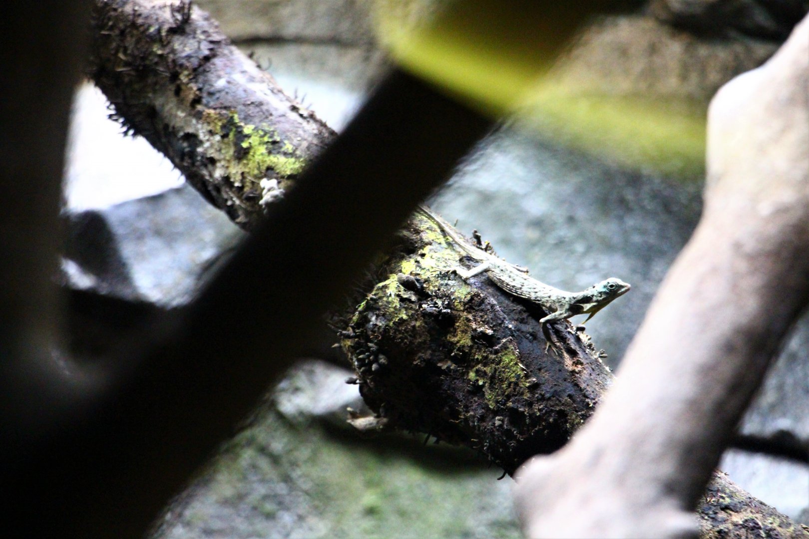 RepTopia - Common Gliding Lizard