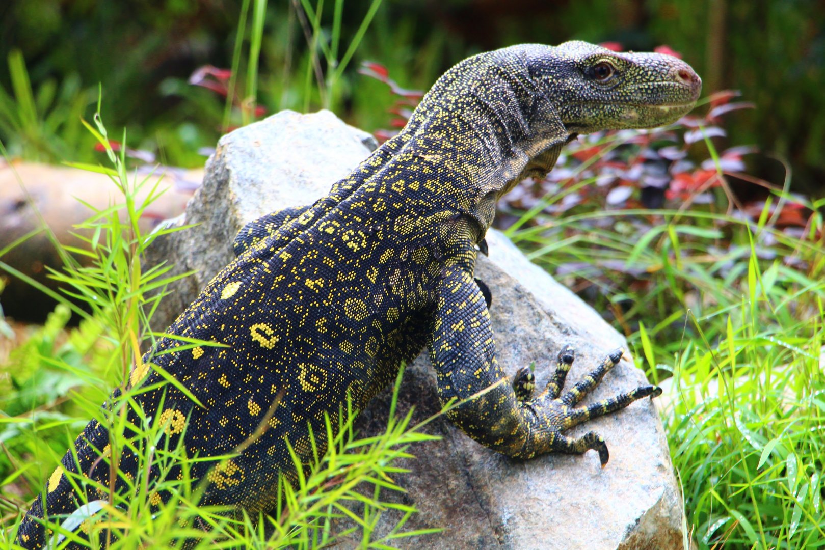 RepTopia - Crocodile Monitor