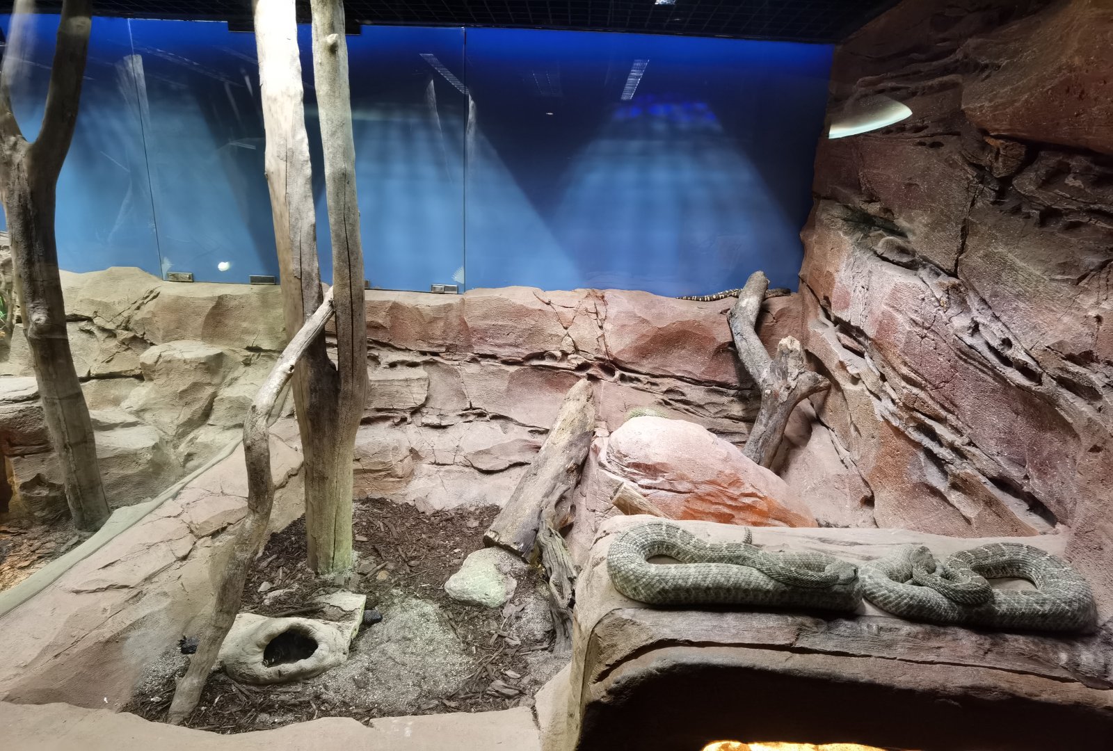 Reptopia- Deserts of the world