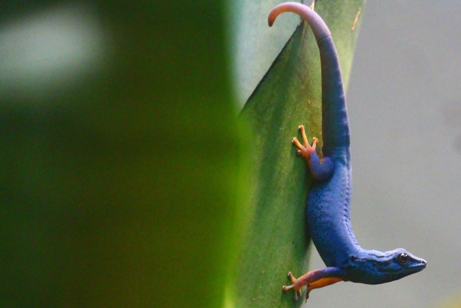 RepTopia - Electric Blue Gecko (Lygodactylus williamsi)
