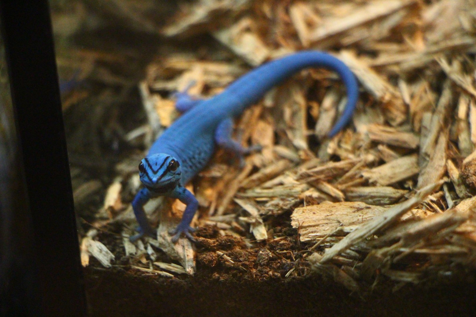 RepTopia - Electric Blue Gecko