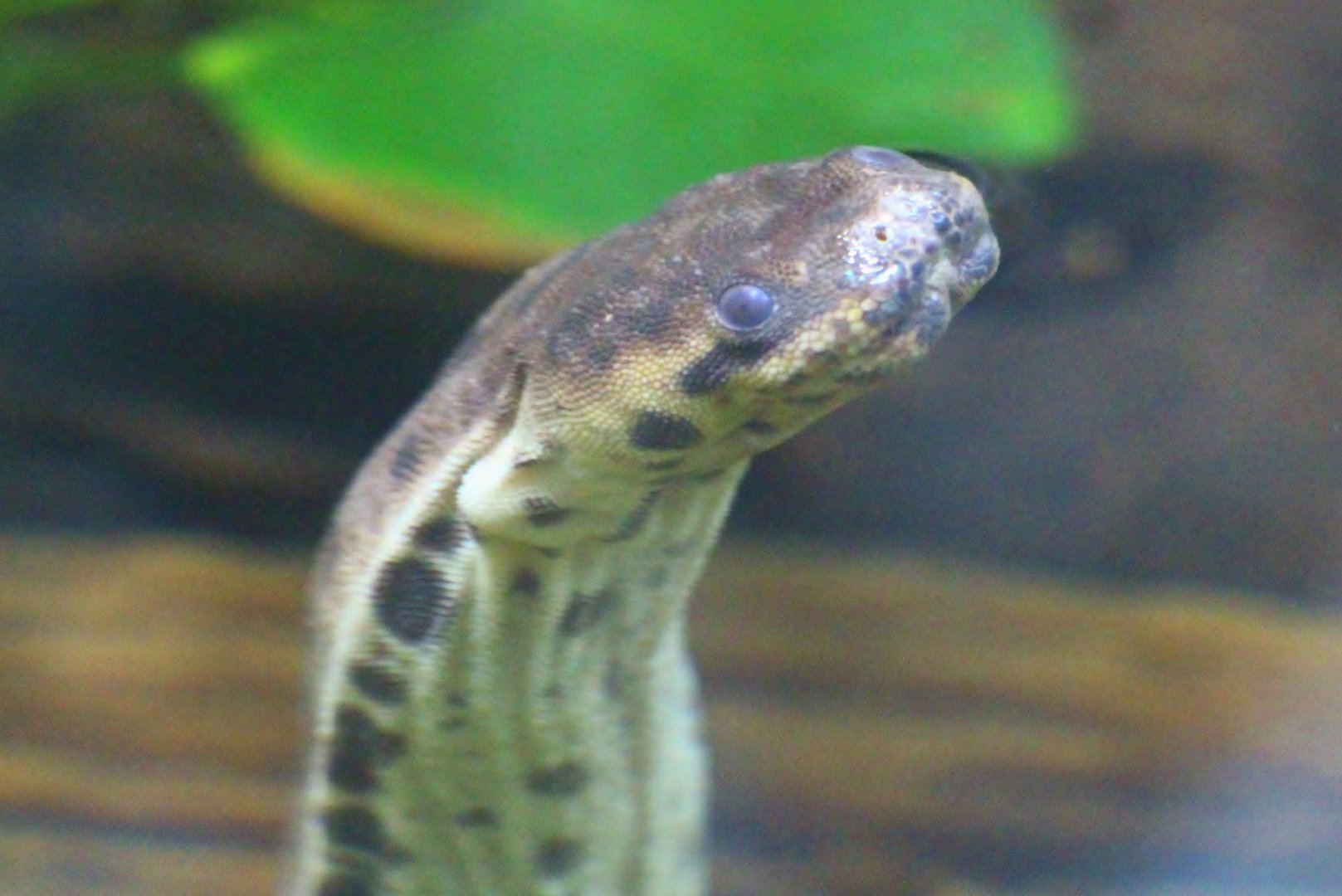 RepTopia - Elephant Trunk Snake (Acrochordus javanicus)