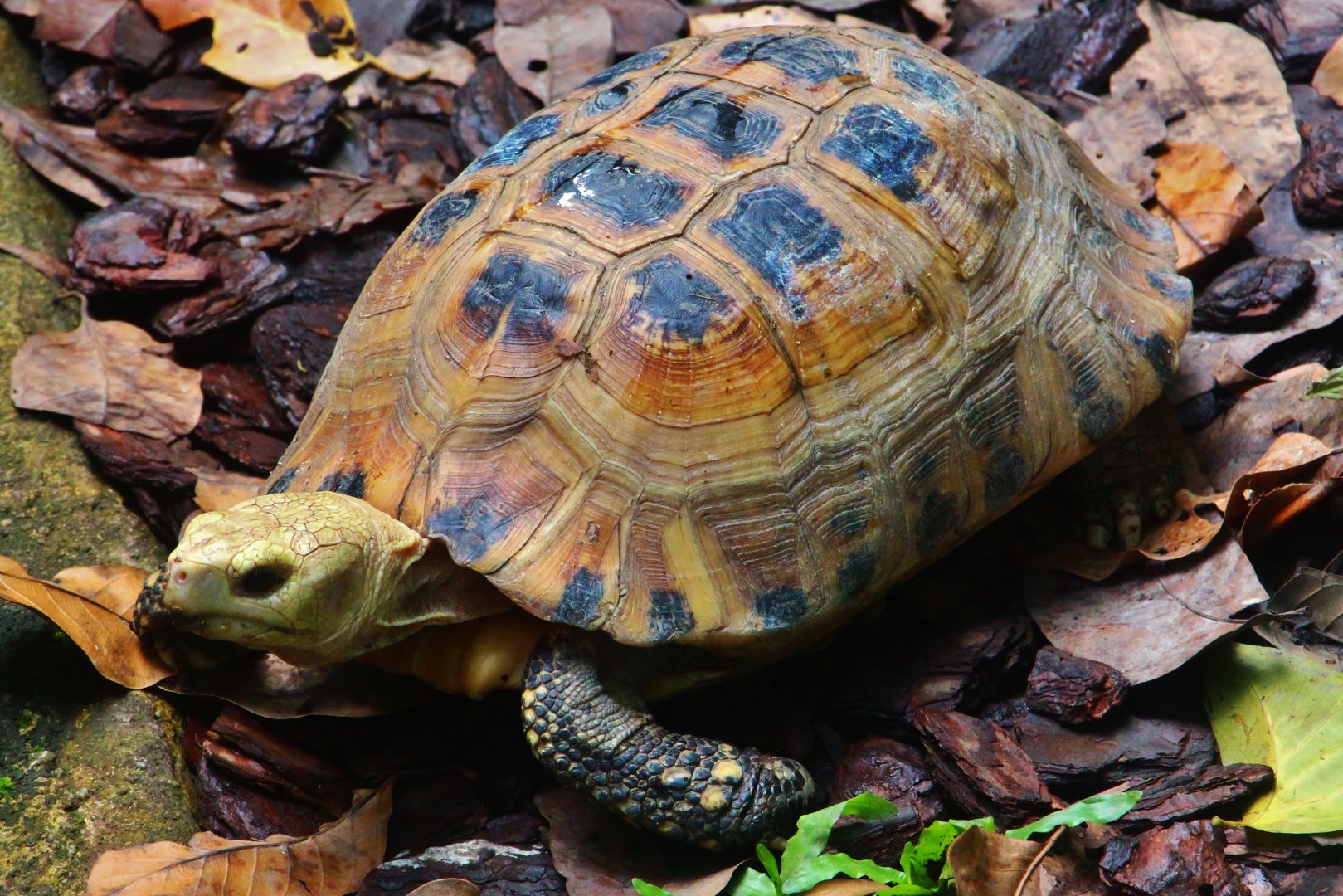RepTopia - Elongated Tortoise (Indotestudo elongata)