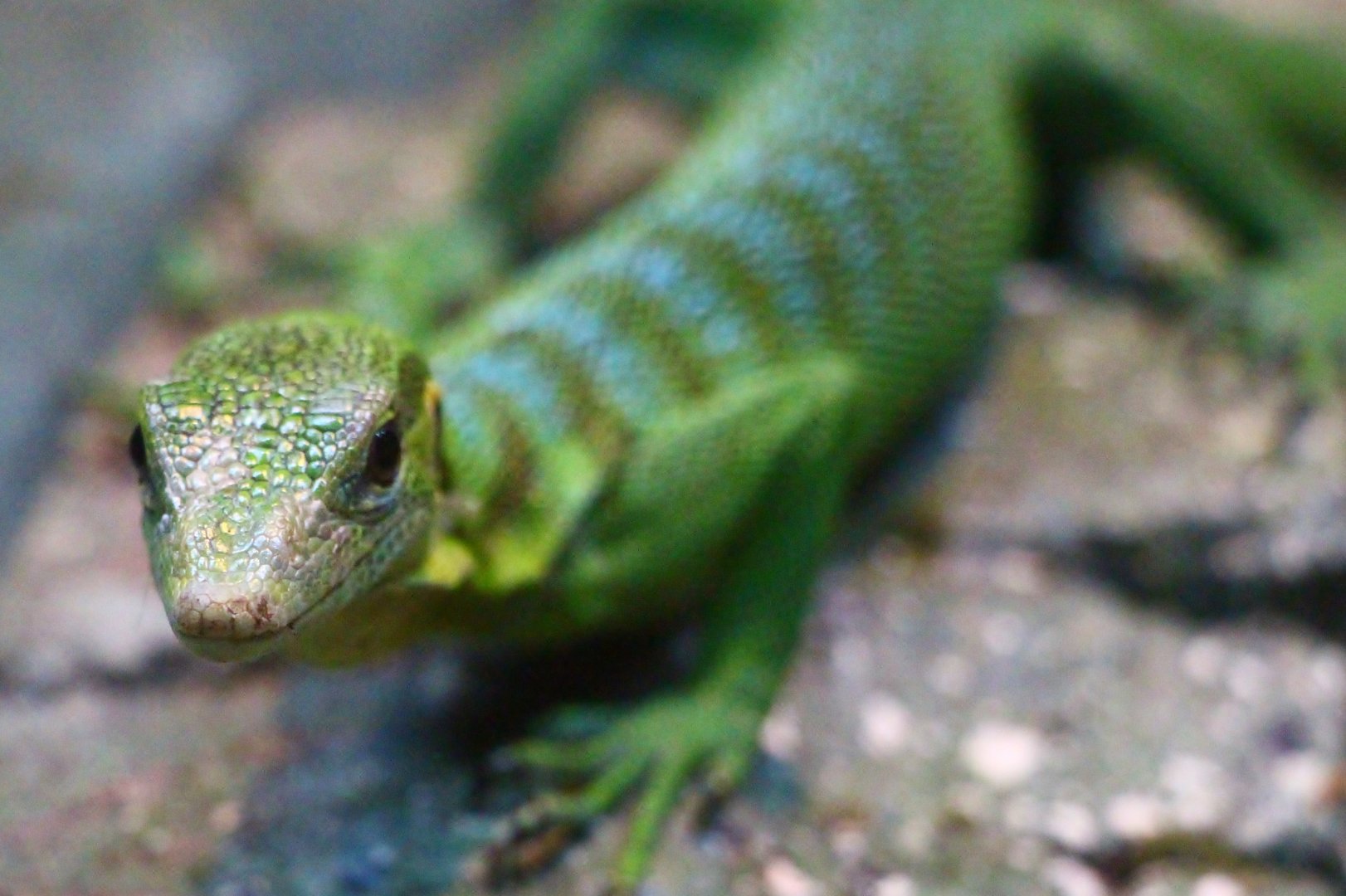 RepTopia - Emerald Tree Monitor