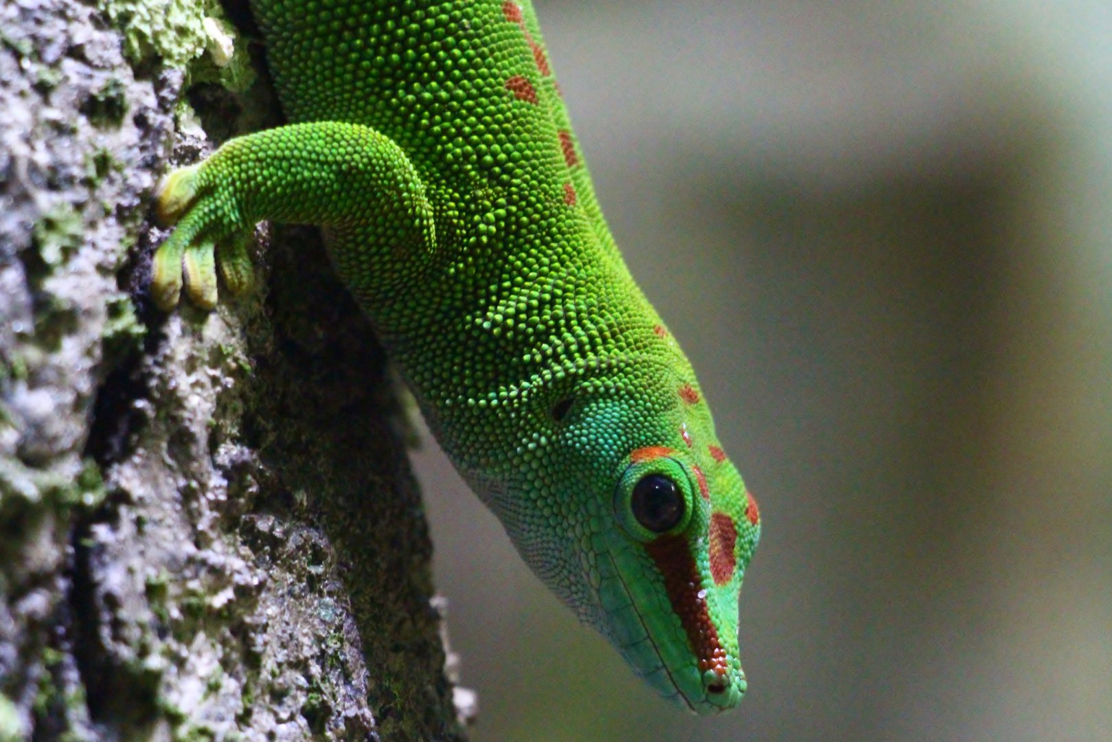 RepTopia - Giant Day Gecko (Phelsuma grandis)