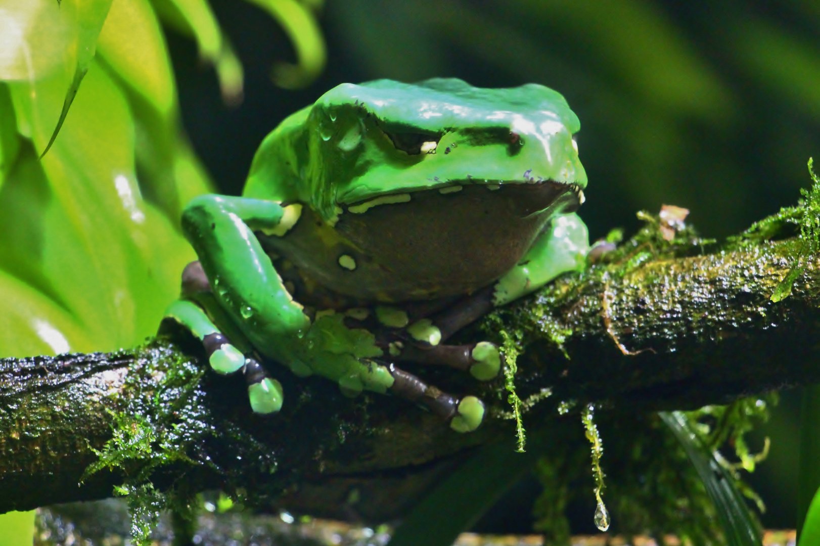 RepTopia - Giant Waxy Tree Frog (Phyllomedusa bicolor)