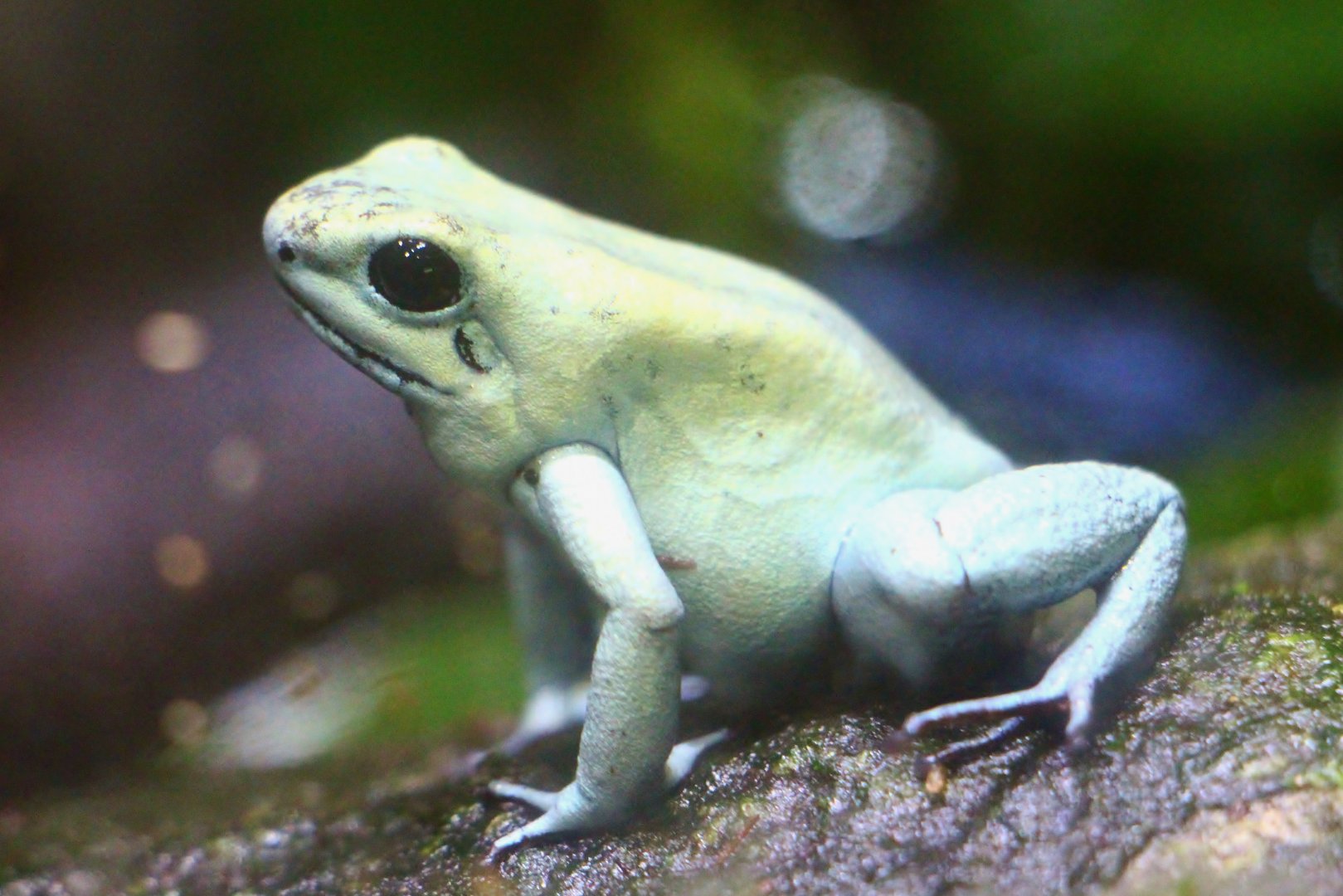 RepTopia - Golden Poison Frog