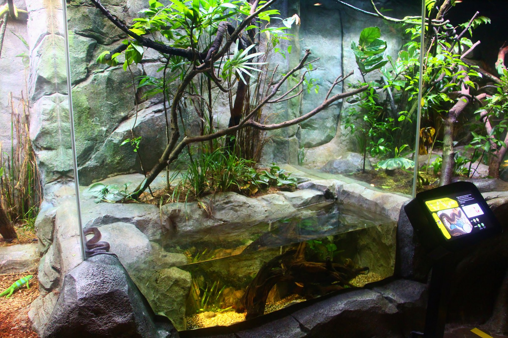 RepTopia - Green Tree Python, Savu Island Python and Elephant Trunk Snake exhibit