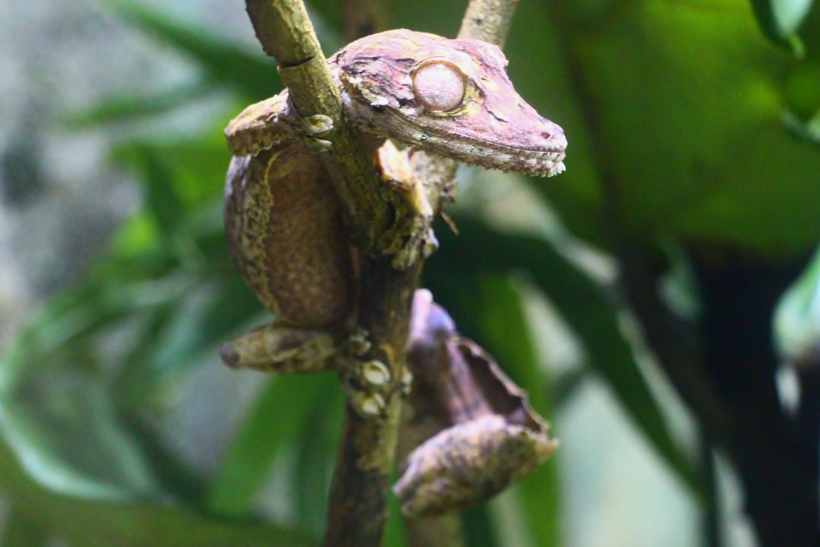 RepTopia - Henkel's Leaf-tailed Gecko
